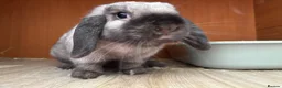 Mini Lop rabbits for sale: New born mini lop rabbits in Aberdare - Advert 7