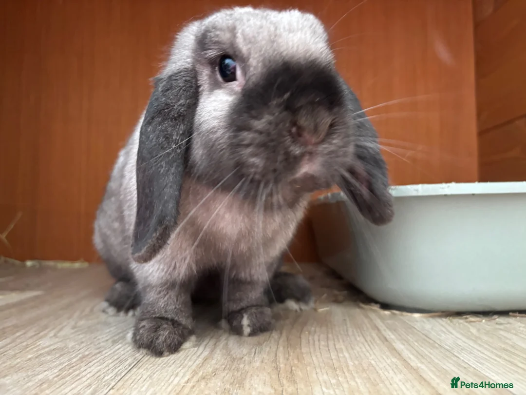 Mini Lop rabbits for sale: New born mini lop rabbits in Aberdare - Advert 7