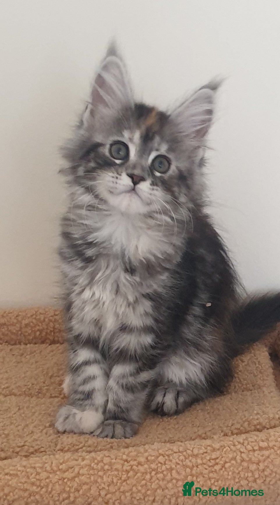 Maine Coon cats Tica registered Maine Coons  - Advert 16