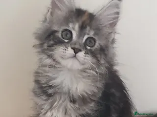 Maine Coon cats Tica registered Maine Coons - Advert 16