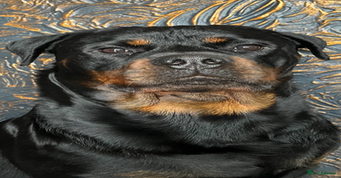 Rottweiler dogs - Advert 2