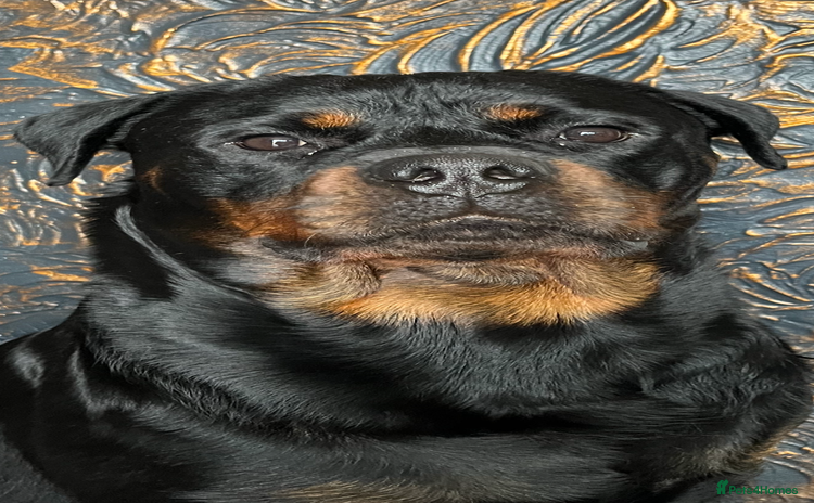 Rottweiler dogs - Advert 11