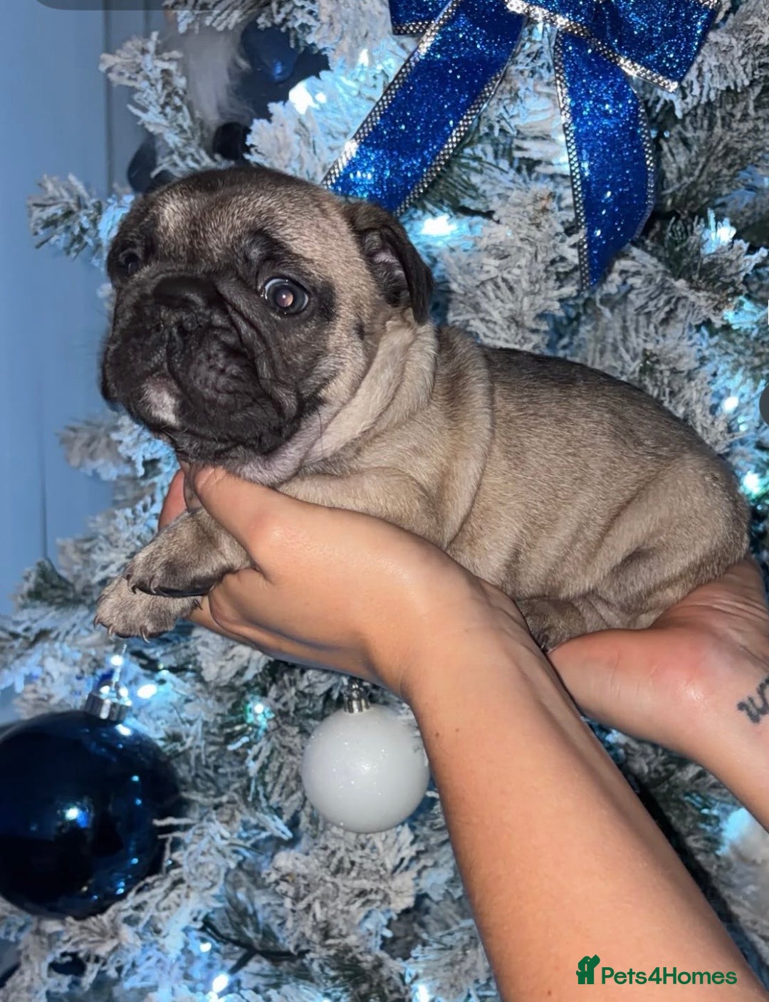 French Bulldog dogs for sale: French Bulldog Puppies PET PRICED  - Advert 21