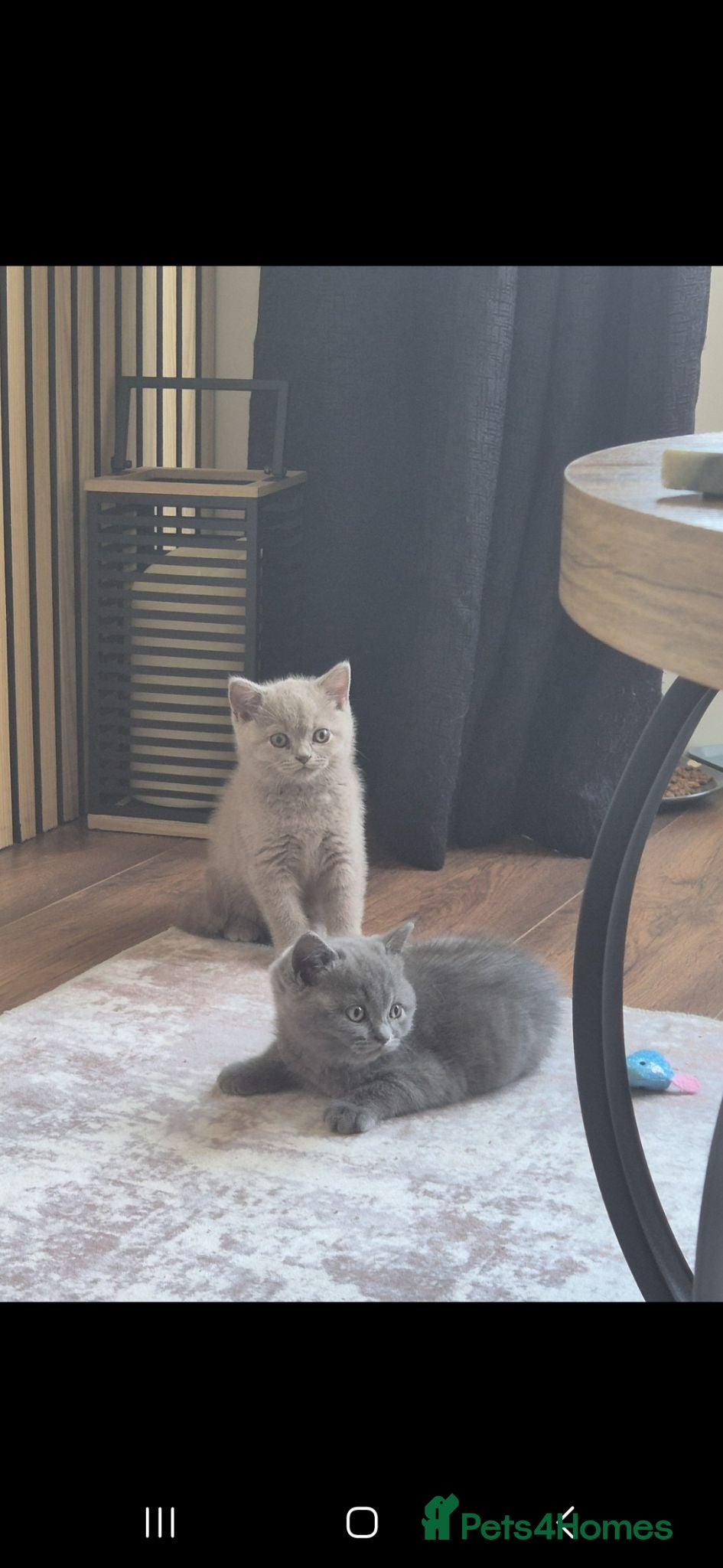 British Shorthair cats Grey chunky fluffy British short-hair kitten  - Advert 10