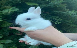 Netherland Dwarf rabbits for sale: 3 Beautiful blue eyed Netherland dwarf bunnies - Image 3