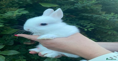 Netherland Dwarf rabbits - Advert 3