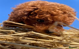 Toy Poodle dogs for sale: Toy Poodle Puppies–Asian Lines–Tiny Size - Image 9