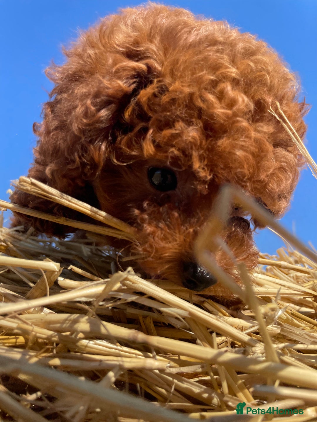 Toy Poodle dogs for sale: Toy Poodle Puppies–Asian Lines–Tiny Size - Image 9