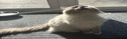 Ragdoll cats for stud: Large Gccf stud stunning Loki well proven  - Advert 3
