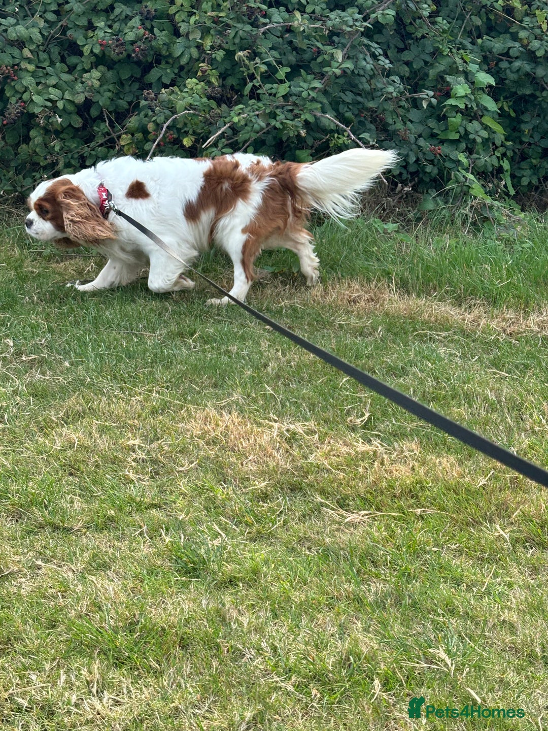 Cavalier King Charles Spaniel dogs for stud: Fully health tested proven Kc reg, multi gen clear in Wrexham - Image 33