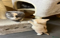 Mixed Breed cats for sale: Apricot Tabby & Peach Tortie Girl Kittens - Image 13