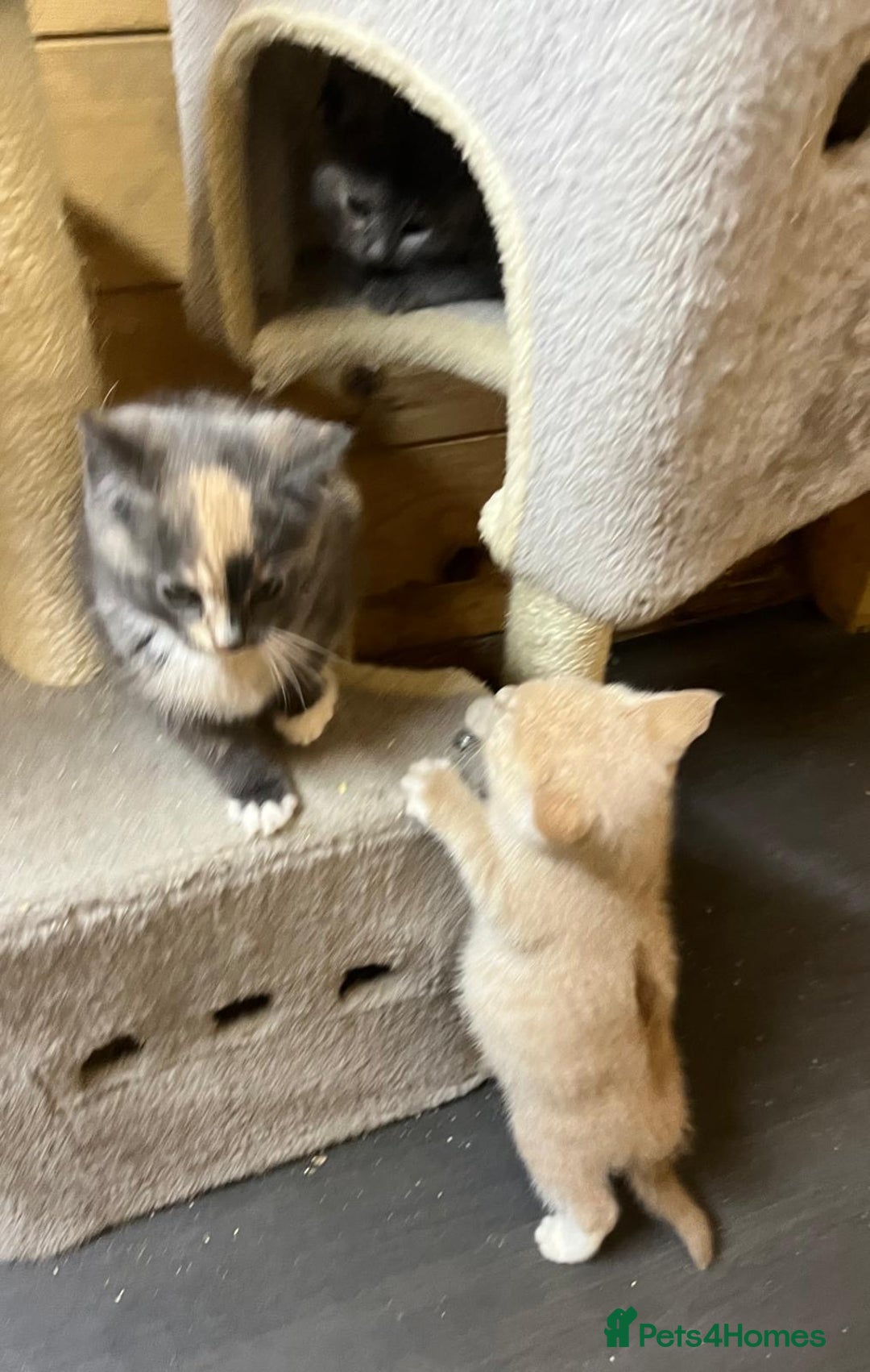 Mixed Breed cats for sale: Apricot Tabby & Peach Tortie Girl Kittens - Image 13