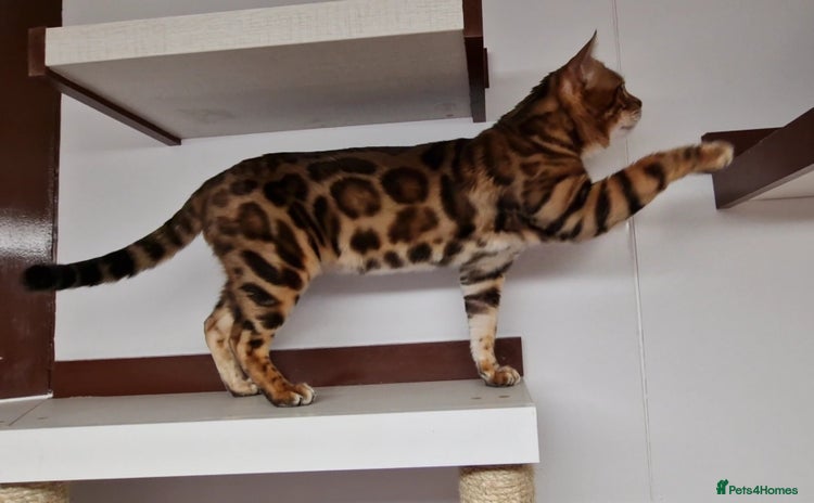 Bengal cats in Peterborough - Advert 5