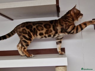 Bengal cats in Peterborough - Advert 1