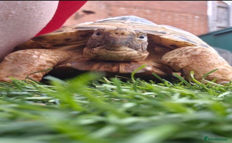Tortoise reptiles - Advert 8