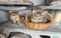 Bengal cats for sale: 2 bengal kittens left for sale to loving home - Image 5