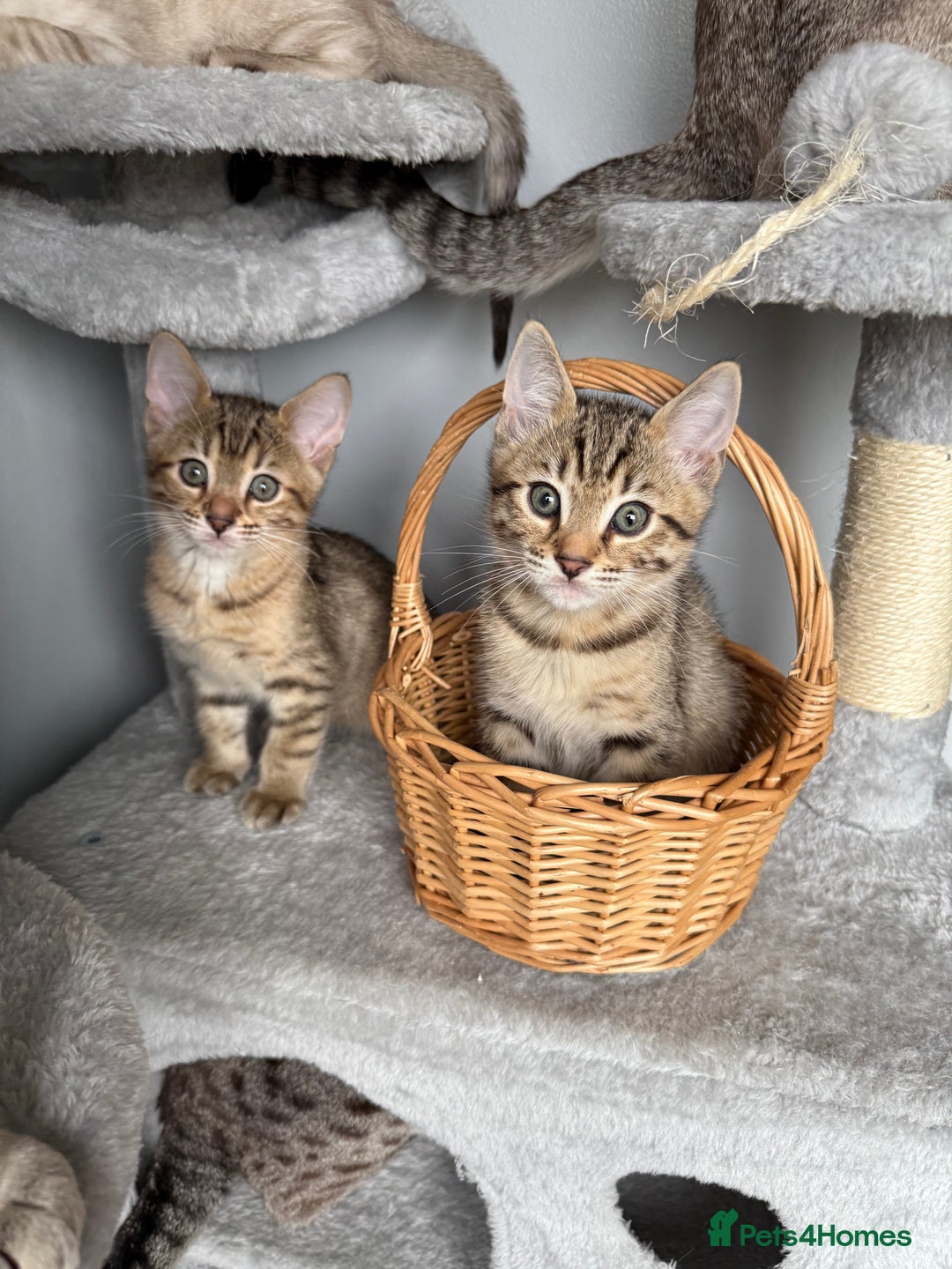 Bengal cats for sale: 2 bengal kittens left for sale to loving home - Image 5