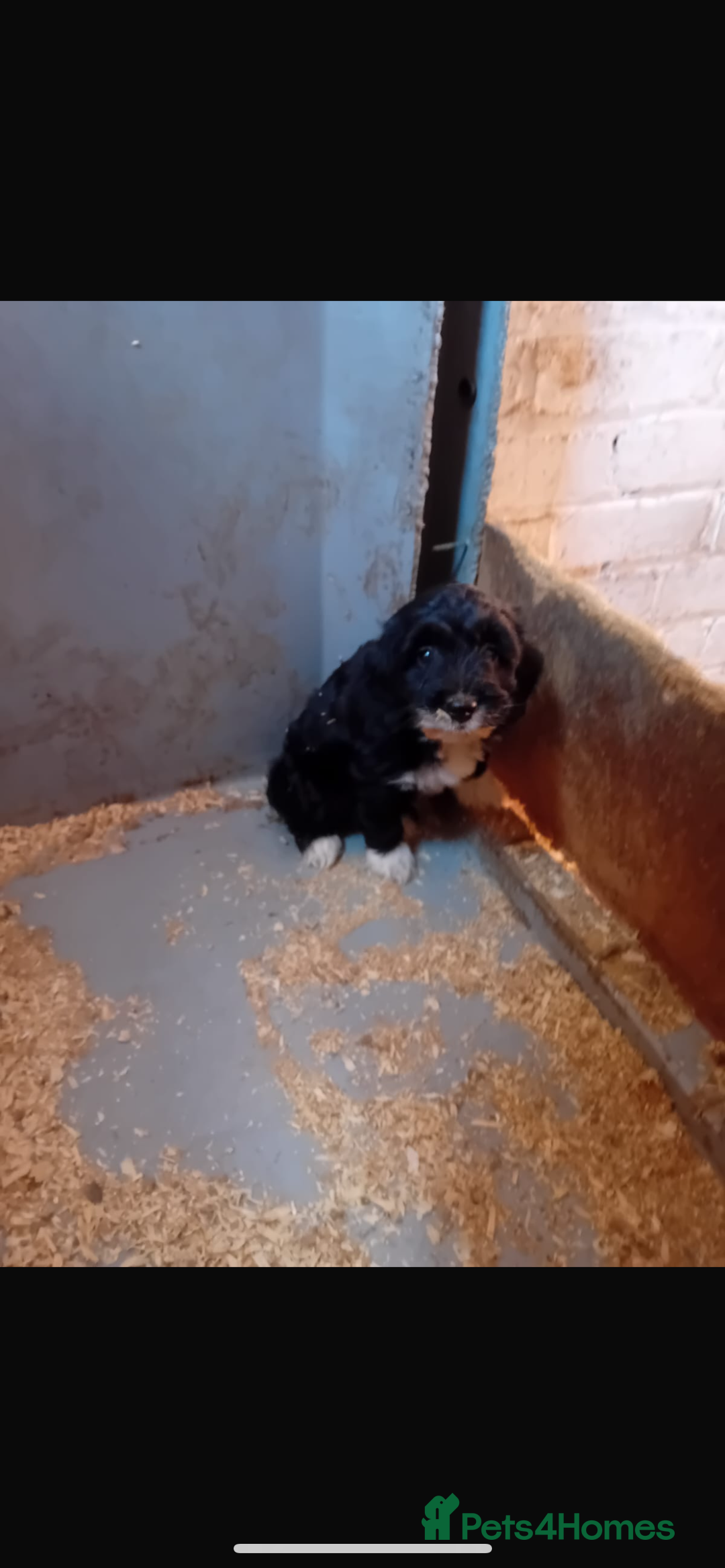 Cockapoo dogs for sale: Stunning cockapoo female pup  - Image 1