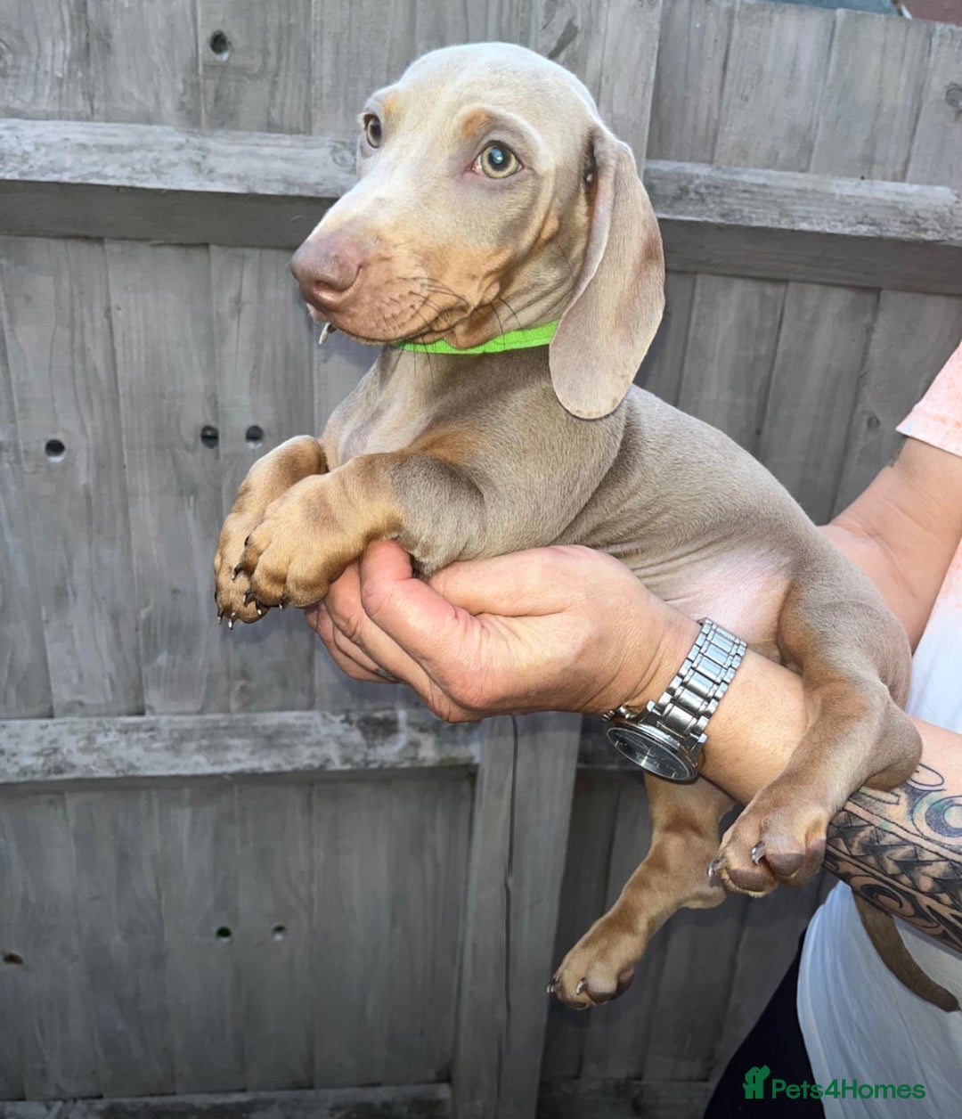 Dachshund dogs for sale: 🏡🐾 Isabella Dachshund Puppies - Ready Now 🐾🏡 - Advert 35