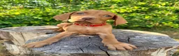 Hungarian Vizsla dogs for sale:     KC Hungarian Vizsla Puppies - Licensed ⭐ - Advert 9