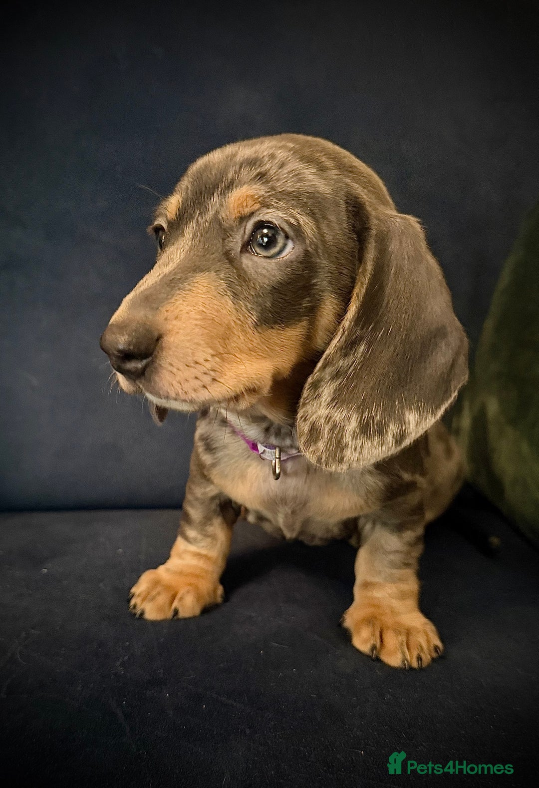 Miniature Dachshund dogs for sale: KC registered miniature Dachshund puppies  - Advert 18