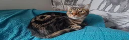 Mixed Breed cats for sale: Jeff is looking for a new home  - Advert 9