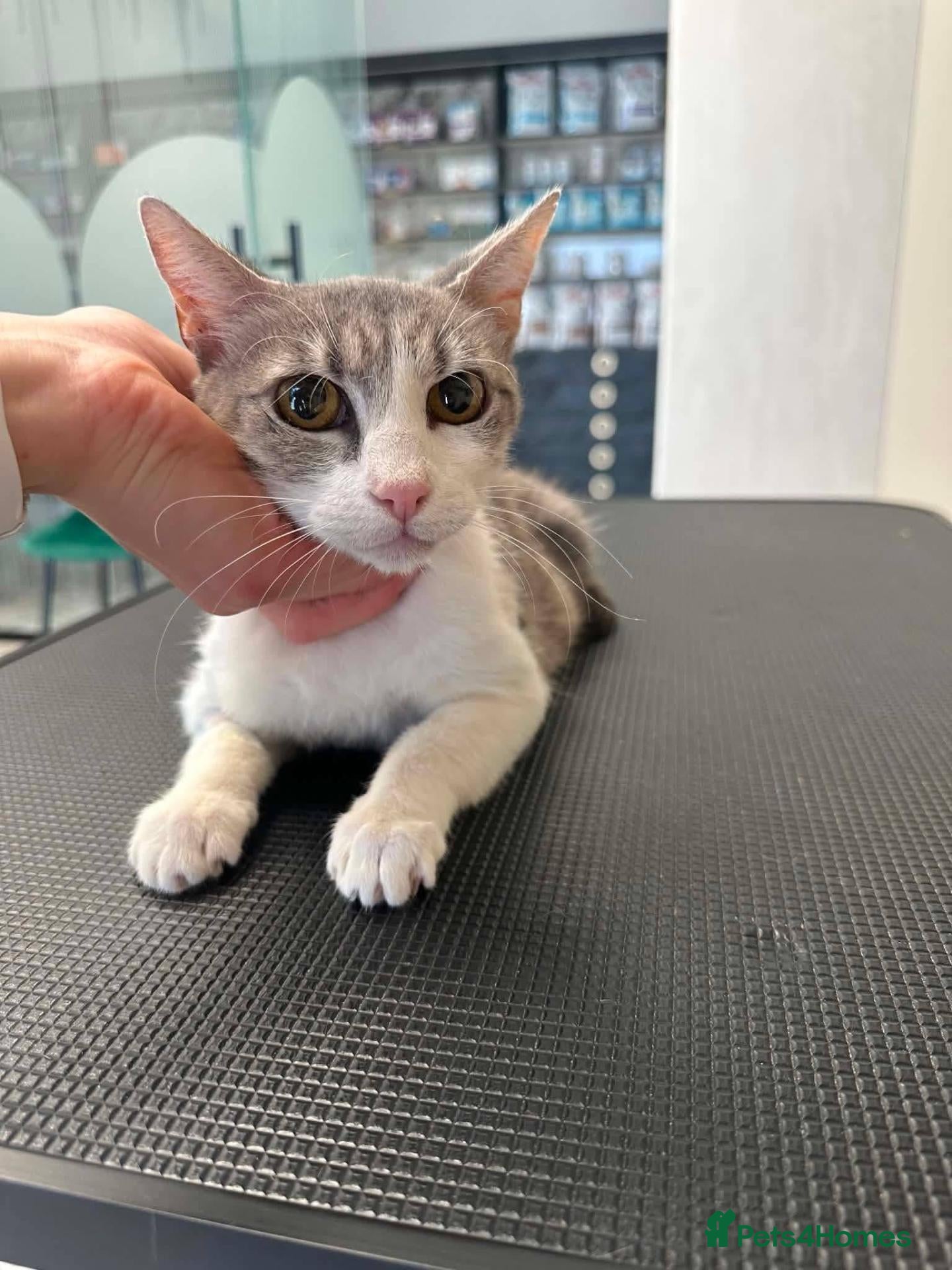Mixed Breed cats Greta for adoption - Advert 2
