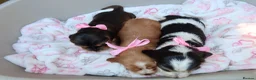 Cocker Spaniel dogs for sale: Beautiful show type cocker spaniel puppy’s  - Advert 4
