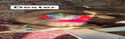Mixed Breed cats for sale: 4 Beautiful kittens - Advert 16