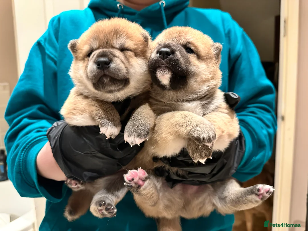 Japanese Shiba Inu dogs for sale: Beautiful Japanese Shiba Inu Boy – First Litter  - Advert 6