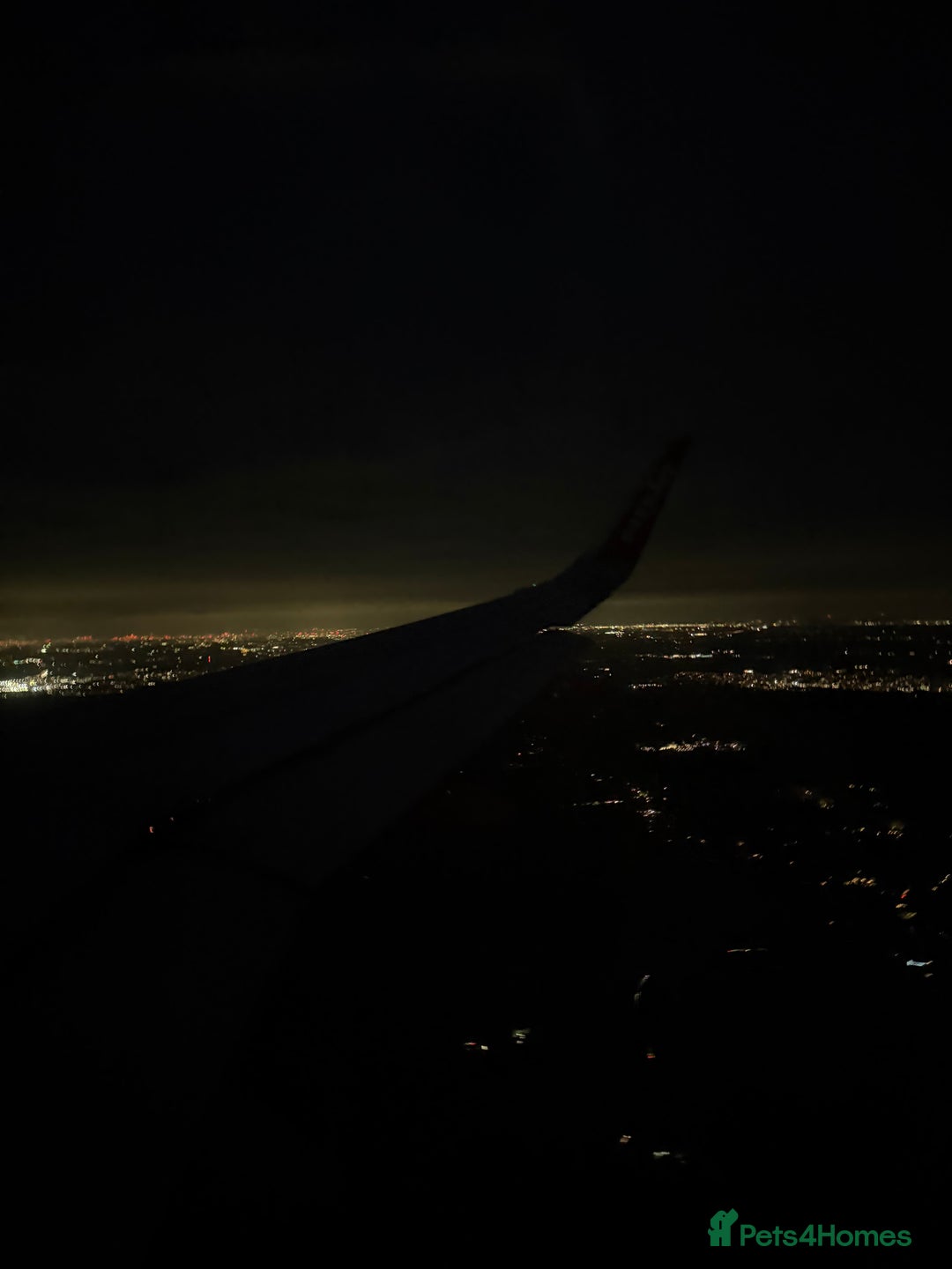 Ragdoll cats for sale: pure ragdoll - Advert 7