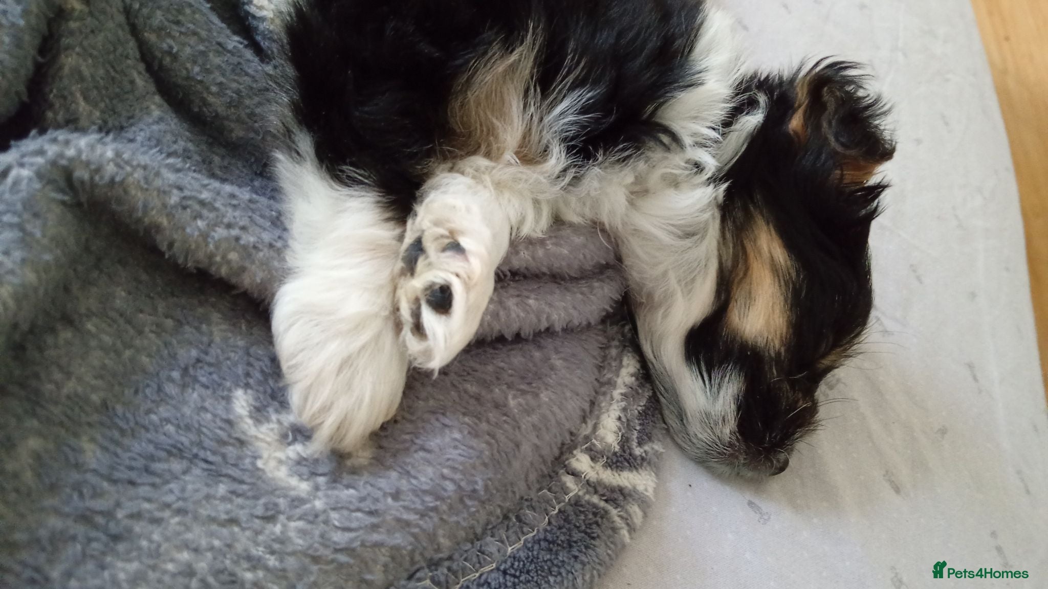 Mixed Breed dogs Chockie  - Advert 6