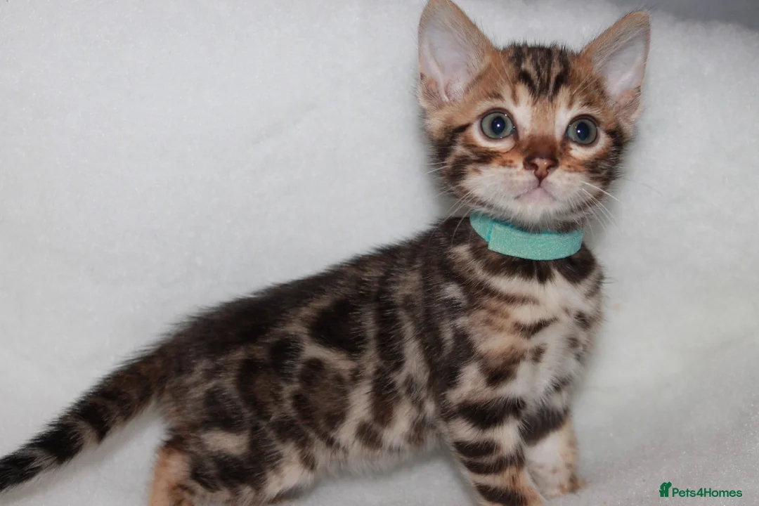 Bengal cats for sale: BEAUTIFUL BENGAL KITTENS FOR SALE- READY 03/04/26 - Advert 4