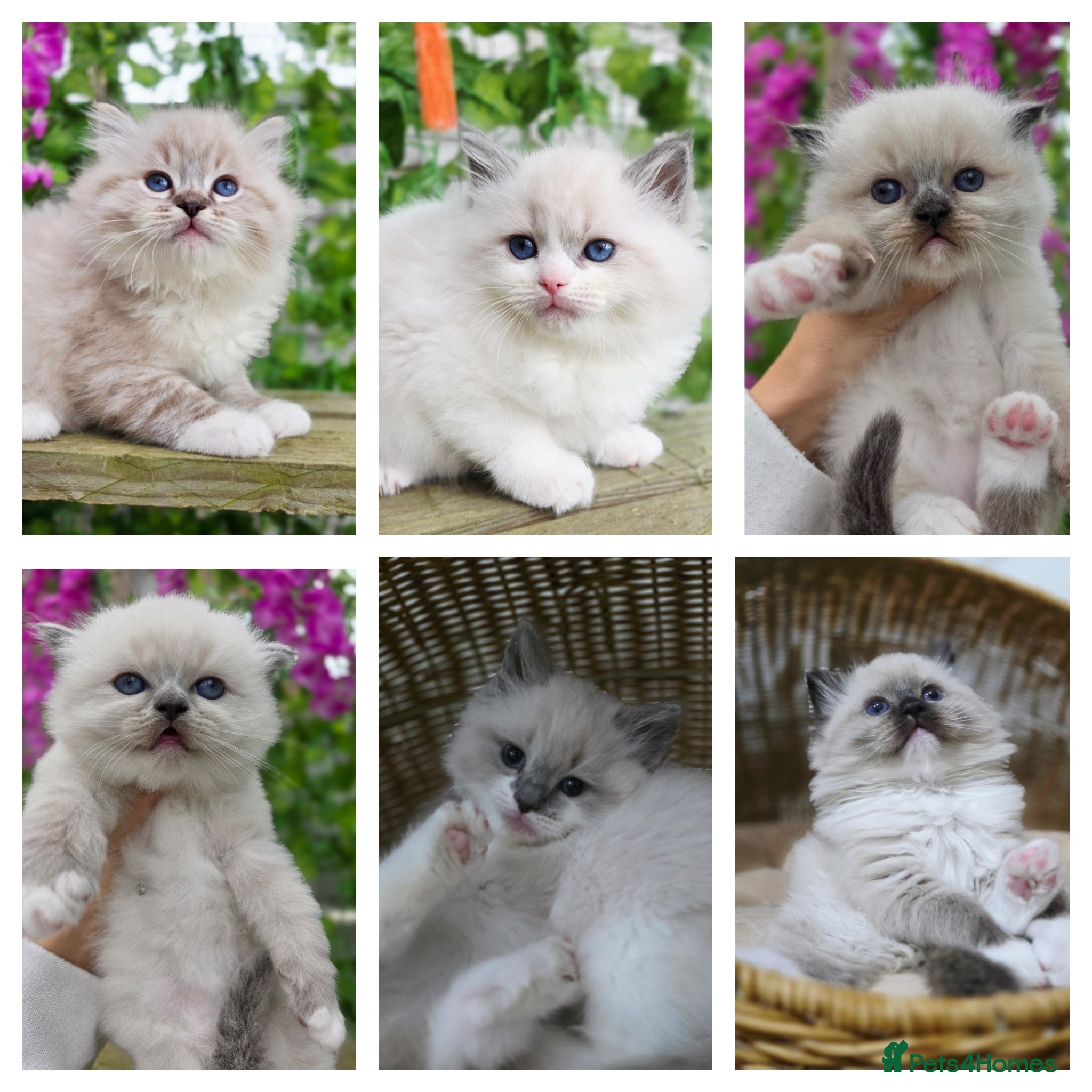 Ragdoll cats 6 European babies. Champion lines. Tica registered - Advert 11