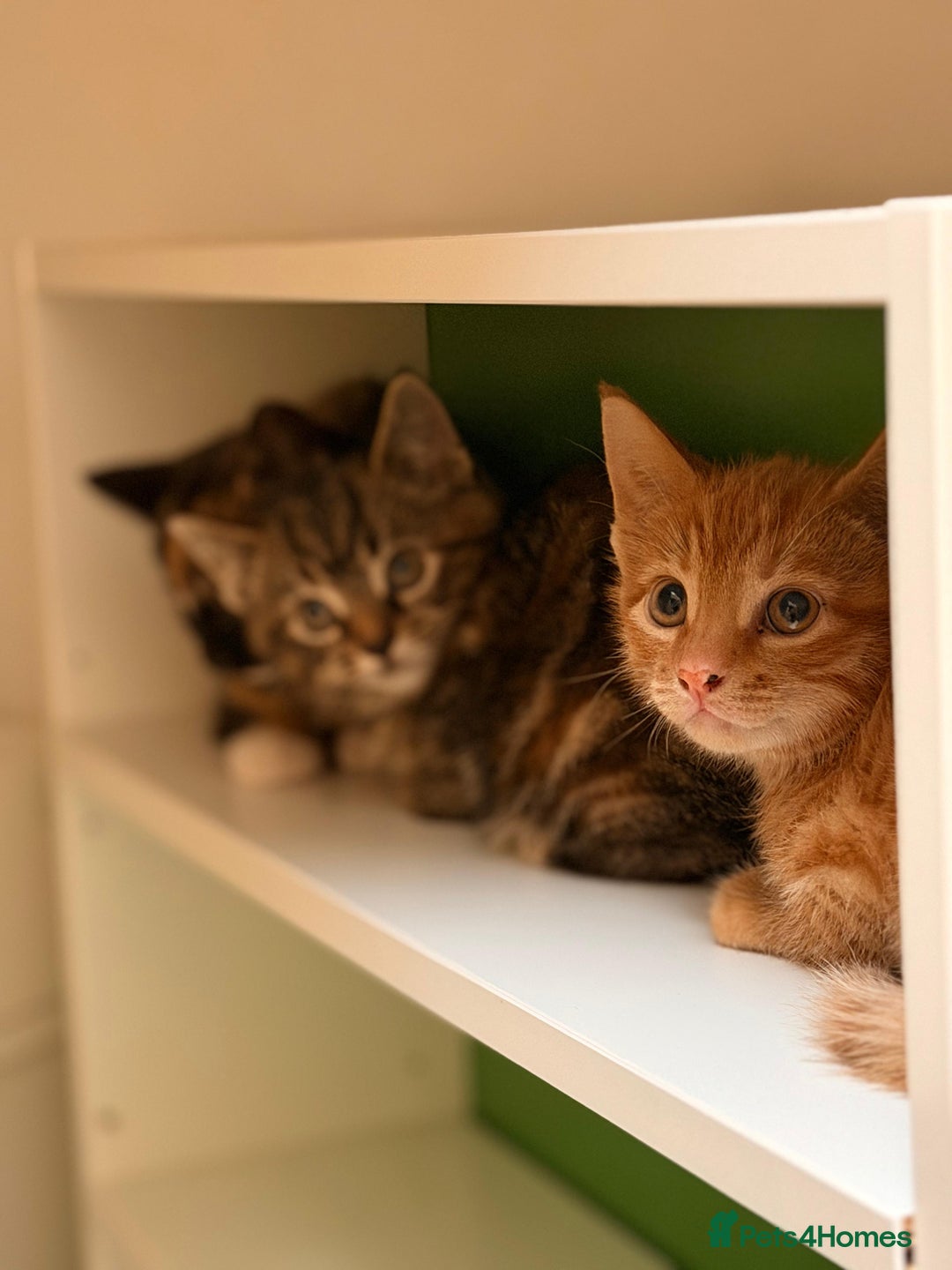 Mixed Breed cats for sale: Cute Ginger Boy ! - Advert 10