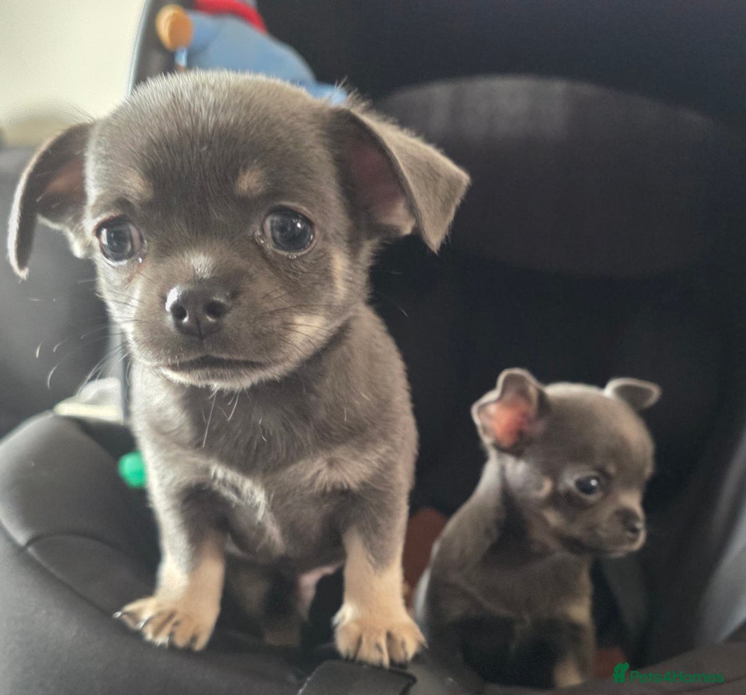 Chihuahua dogs for sale: 2 gorgeous blue & tan chihuahuas  - Image 8