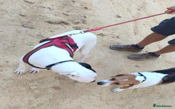 Mixed Breed dogs for adoption: KENYA: Loves Everyone and Everything! - Advert 5