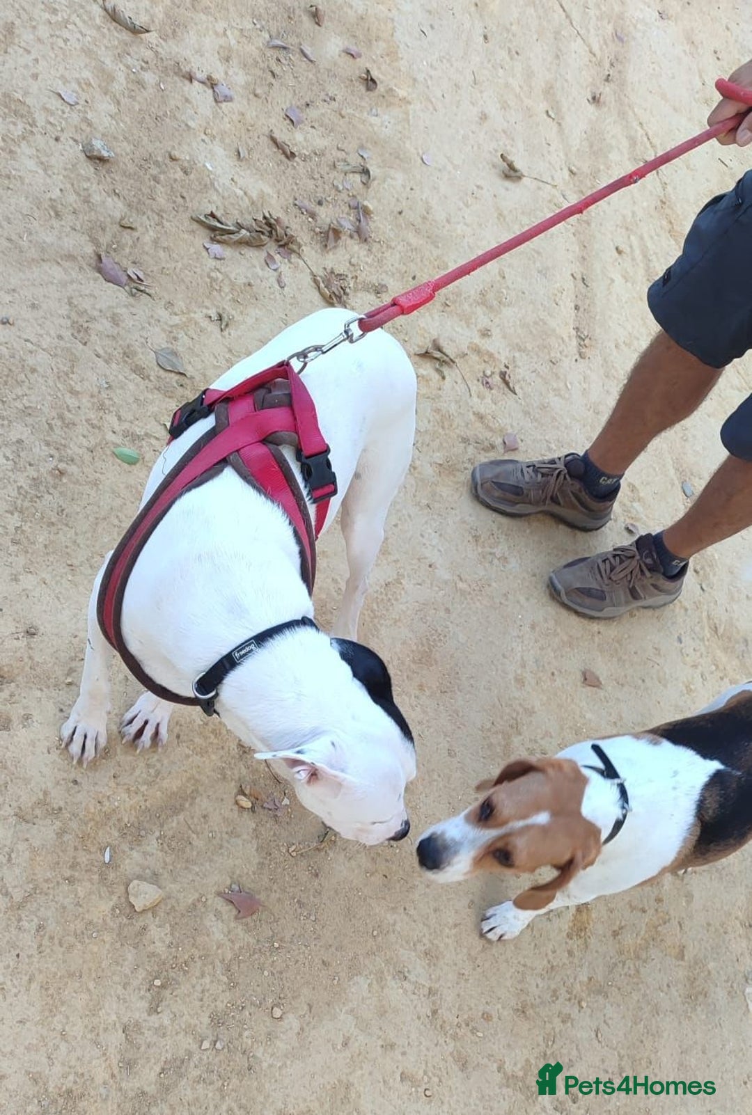 Mixed Breed dogs for adoption: KENYA: Loves Everyone and Everything! - Advert 5