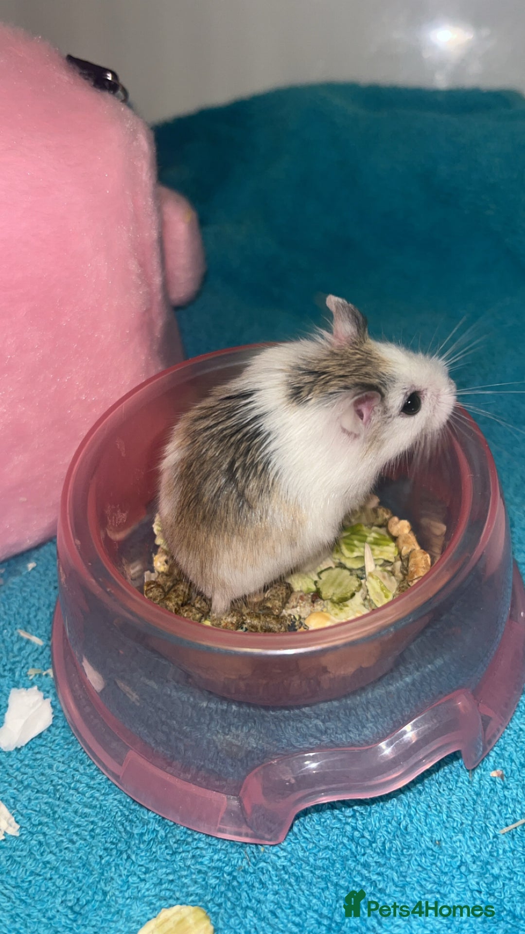 Hamster rodents for sale: Female robo dwaf hamster  - Advert 1