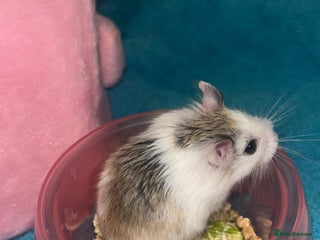 Hamster rodents Female robo dwaf hamster - Advert 1