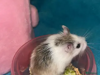 Hamster rodents Female robo dwaf hamster - Advert 5