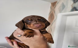 Miniature Dachshund dogs for sale: Mini choc and tan dachshund puppies in Congleton - Image 11