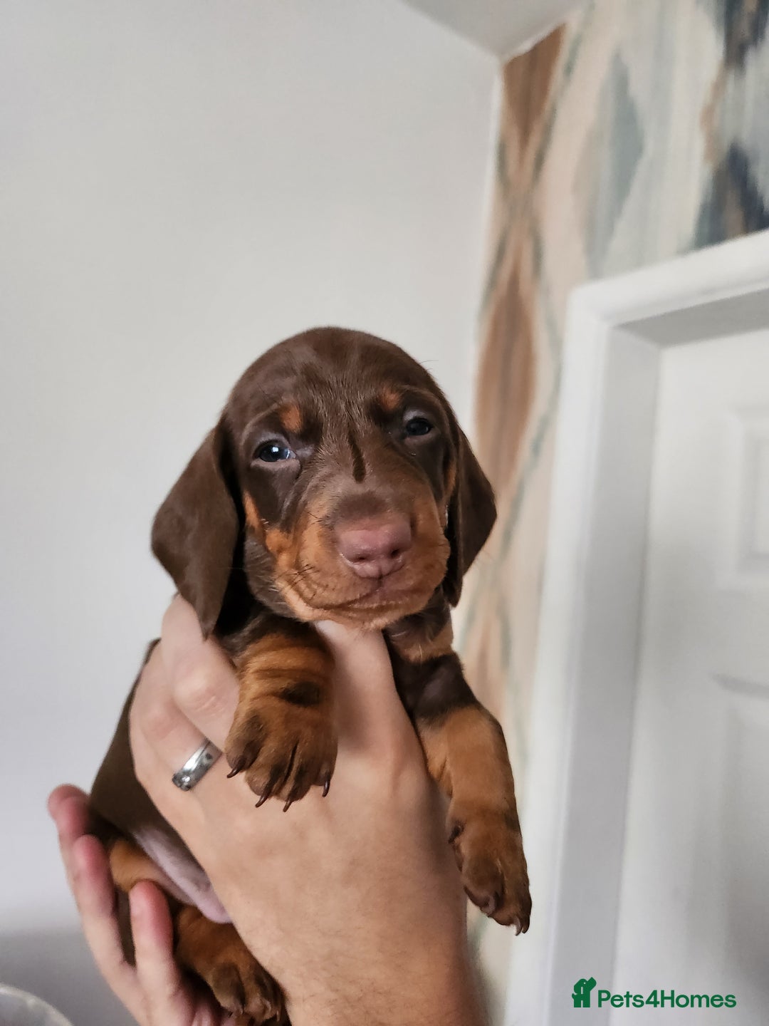 Miniature Dachshund dogs for sale: Mini choc and tan dachshund puppies in Congleton - Image 11
