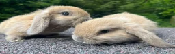 Mini Lop rabbits for sale: Mini Lop Rabbits | Ready Now | Hampshire in Alton - Advert 1
