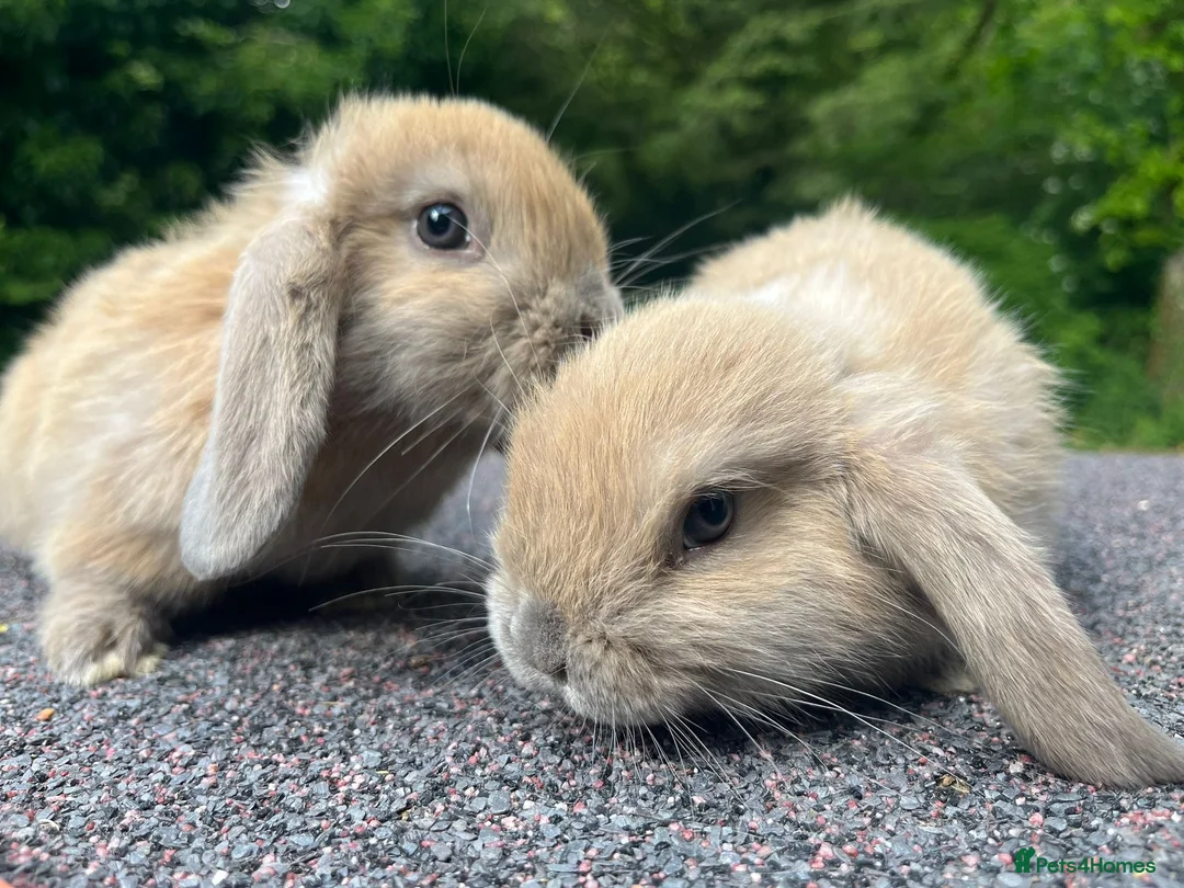 Mini Lop rabbits for sale: Mini Lop Rabbits | Ready Now | Hampshire in Alton - Advert 1