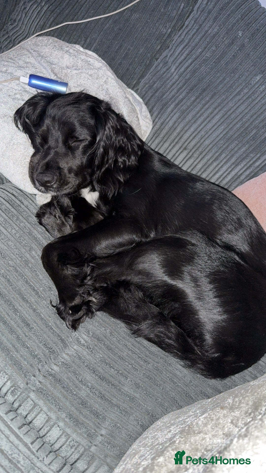 Sprocker dogs for sale: Female Sprocker Spaniel - Image 4