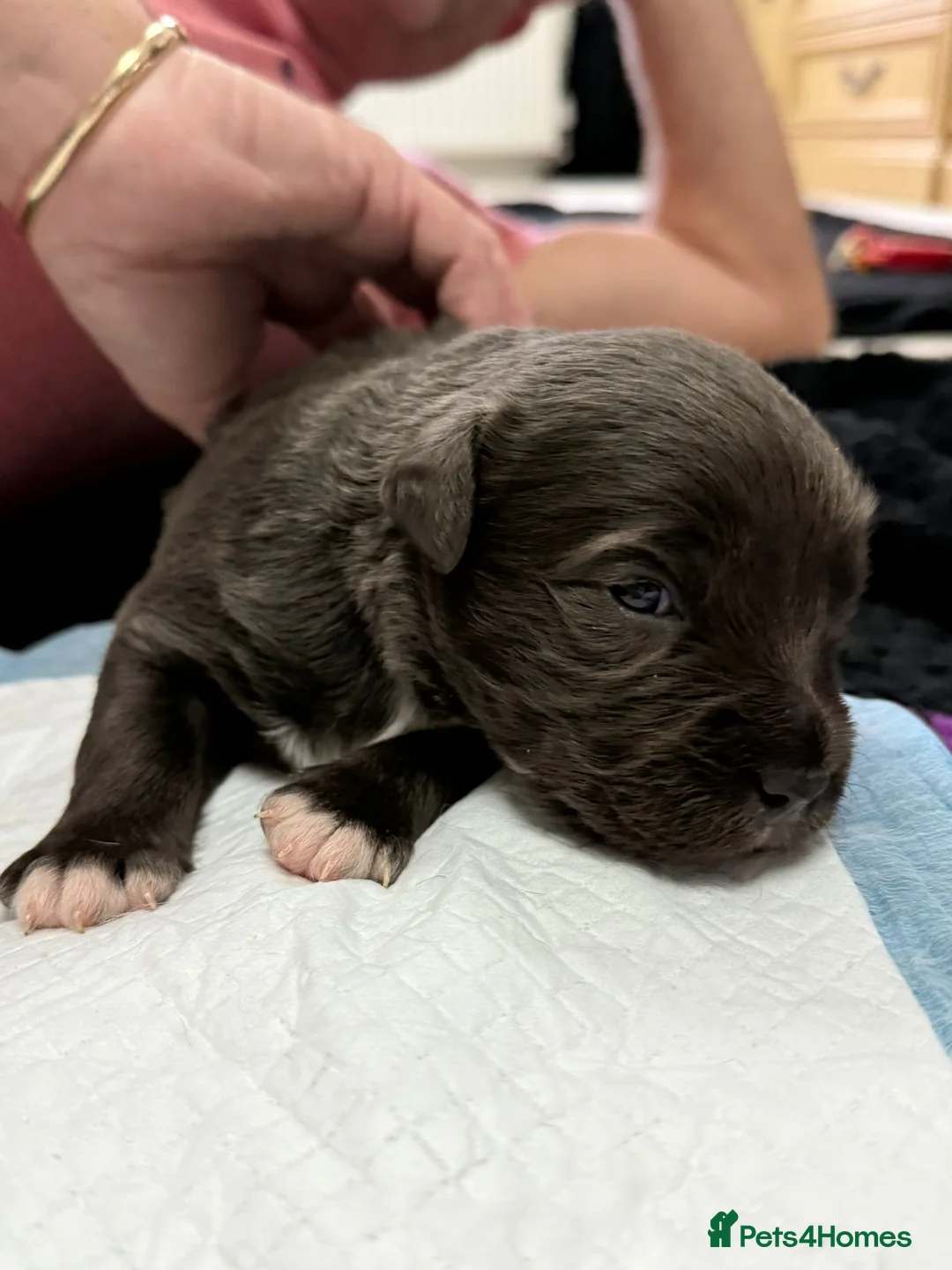 Staffordshire Bull Terrier dogs for sale: Handsome buster  - Advert 14