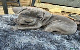 Mastiff dogs for sale: Mastiffs pups in Bury Saint Edmunds - Image 21