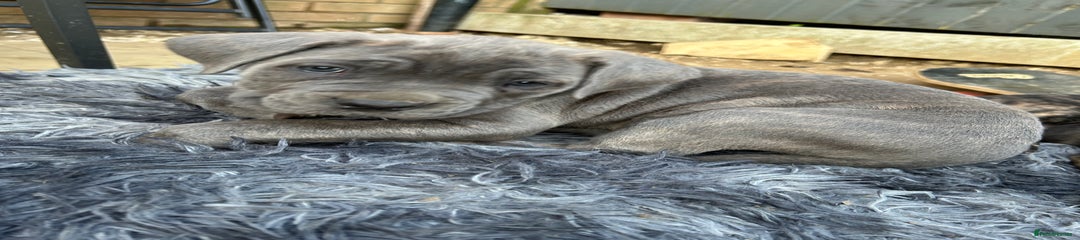 Mastiff Puppy 5