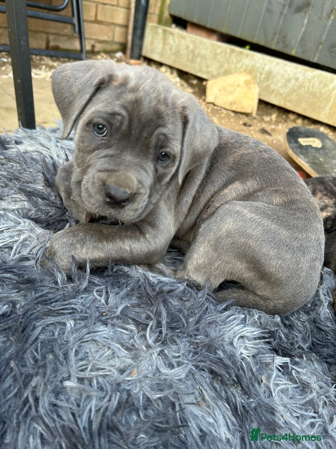 Mastiff dogs for sale: Mastiffs pups in Bury Saint Edmunds - Image 21